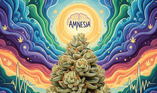 Amnesia CBD : une fleur de caractère issue de nos terroirs français