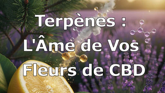 Terpènes & CBD : Secrets des arômes et bienfaits des fleurs