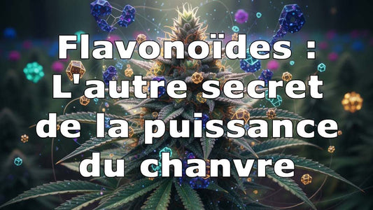 Après les terpènes, découvrez les flavonoïdes : L'autre secret de la puissance du chanvre