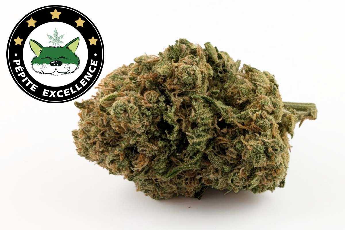 Fleurs White Widow Indoor CBD ≤ 16 %