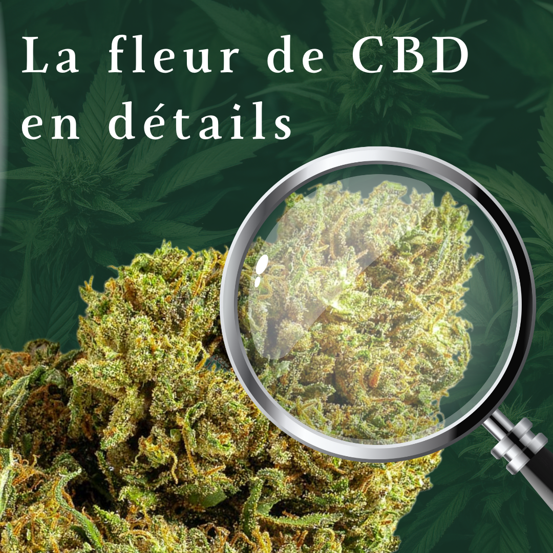 La Fleur de CBD en détails