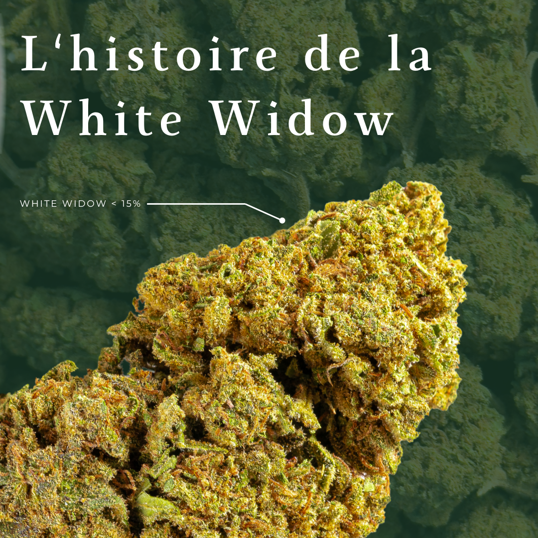 CBD White Widow : son histoire