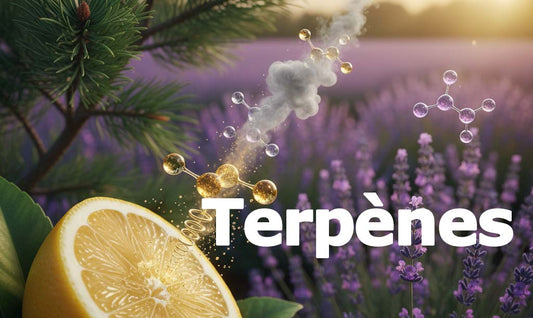 Le Pouvoir des Terpènes : L'Âme de Vos Fleurs de CBD