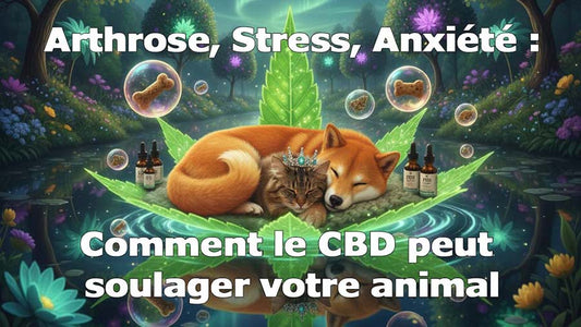 Arthrose, Stress, Anxiété : Comment le CBD peut soulager votre animal