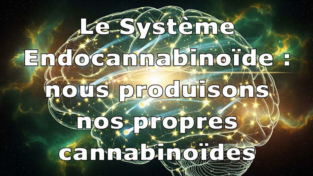 Système endocannabinoïde : Le corps produit ses propres cannabinoïdes