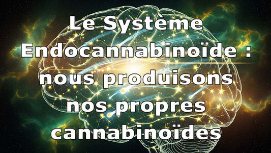 Système endocannabinoïde : Le corps produit ses propres cannabinoïdes