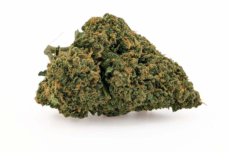 Fleurs Amnesia du Sud ≤ 15 %